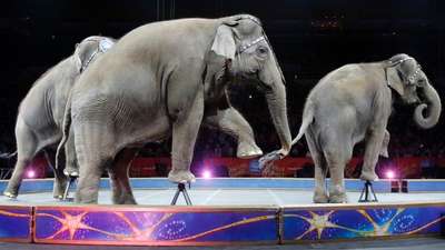 Elephants retired from circus