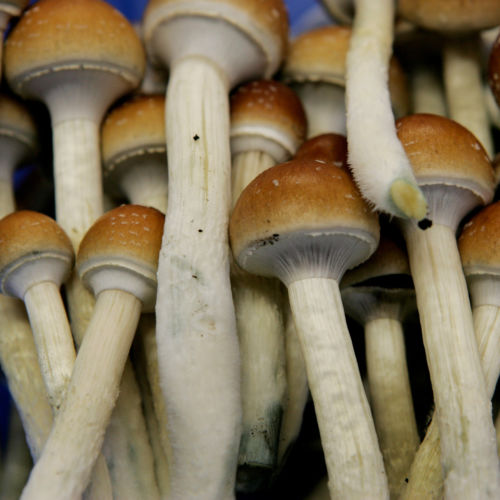 Magic mushrooms could be prescribed for people with depression, new research suggests