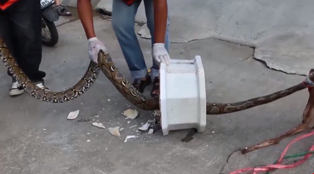 This Poor Guy Narrowly Avoided Losing His Manhood To A 12-Foot-Long Python Lurking In His Toilet