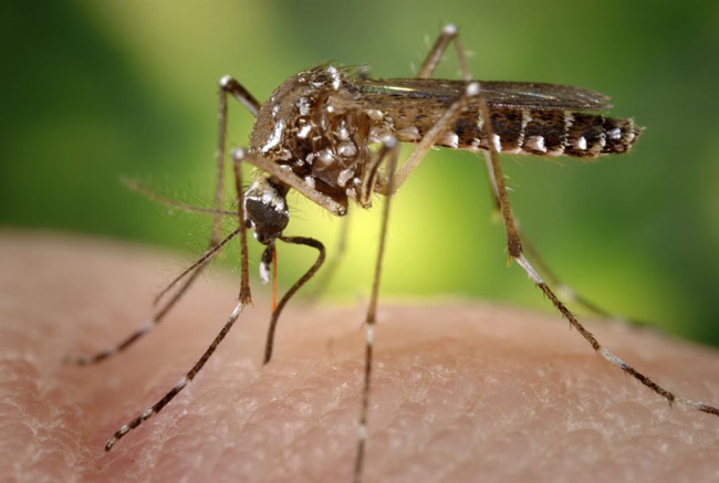 Marin County Resident Diagnosed With Zika Virus