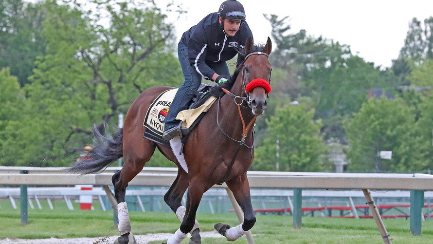 Mitch Stringer  USA Today Sports              Kentucky Derby winner Nyquist during Thursday morning workouts prior to the Preakness Stakes at Pimlico Race Course