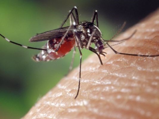 Mosquito attributed to Zika virus