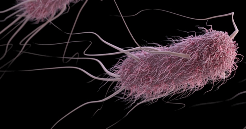 First discovery in United States of colistin resistance in a human E. coli infection