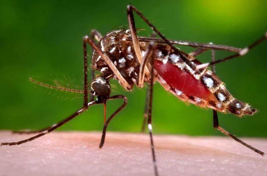 Centers for Disease Control and Prevention shows a female Aedes aegypti mosquito in the process of acquiring a blood meal from a human host. King County's first case of the Zika virus was reported Wednesday after a man in