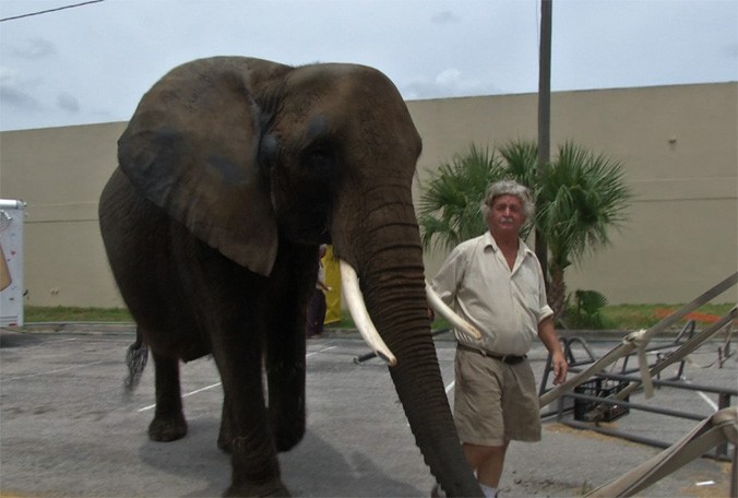 Nosey the elephant in Kissimmee with her owner. Protesters say Nosey is being mistreated