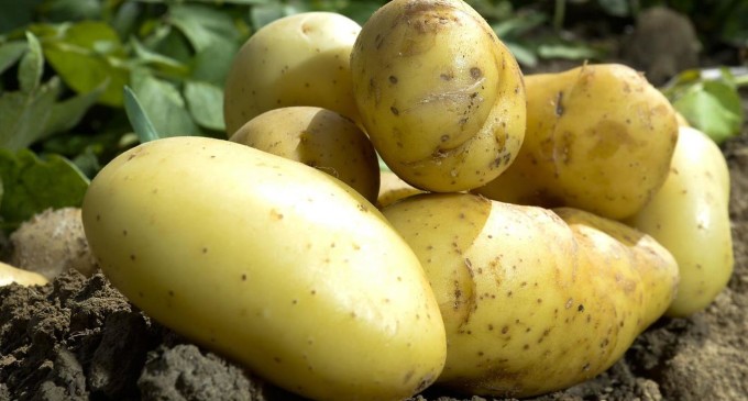 Eating Potatoes Could Increase Risk of High Blood Pressure Study Finds