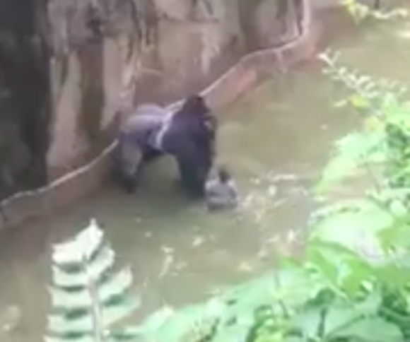 Ohio zoo kills gorilla to protect small child in enclosure