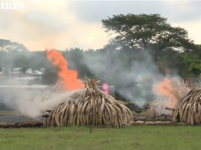 IFAW: Largest ivory crush ever in Kenya sends message to poachers