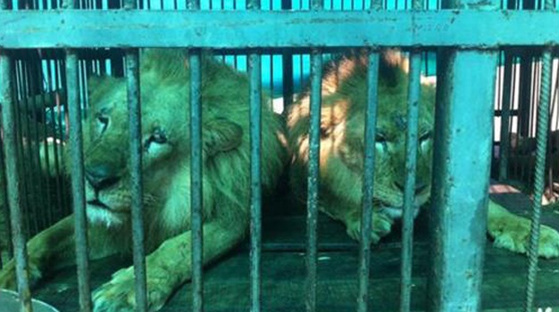 Rescued lions roar into South Africa after flight from Peru