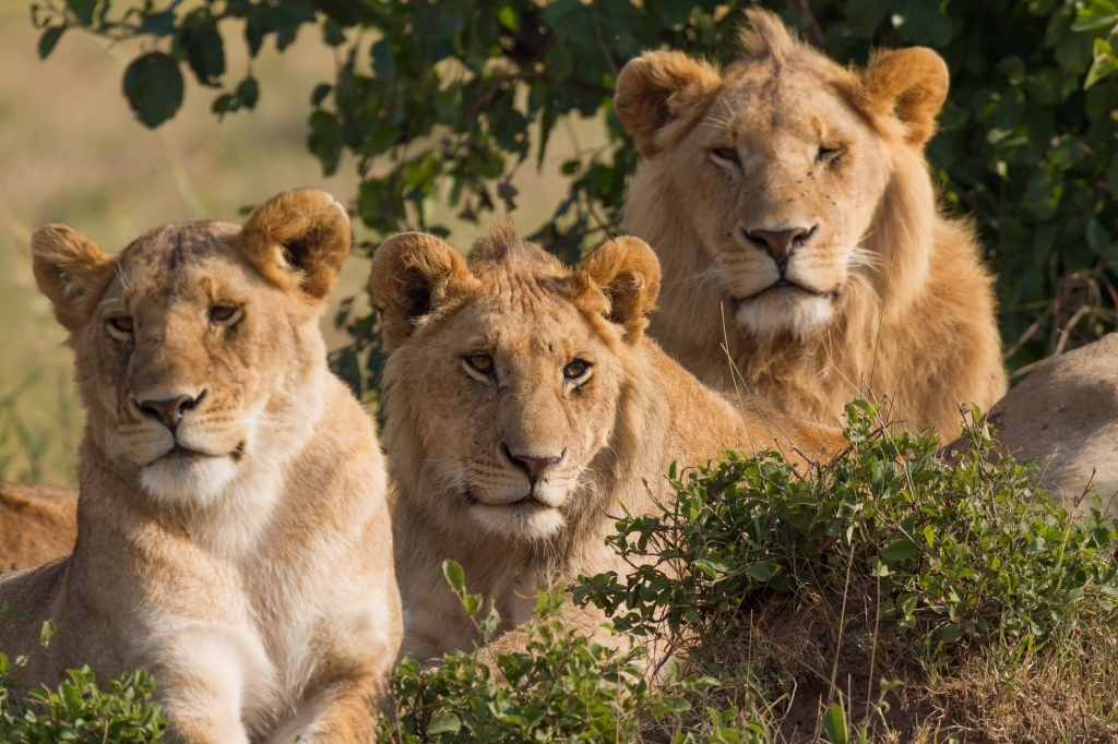 Rescued circus lions in Colombia and Peru to fly to South Africa