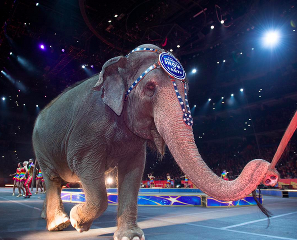 Ringling Bros Circus Retire Elephants After 145 Years of Tricks