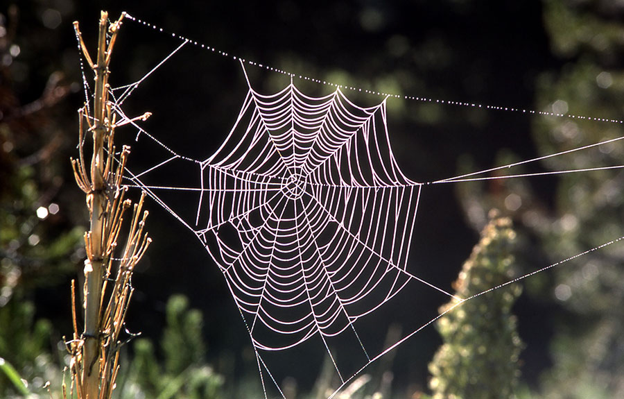 Scientists simulate spider web