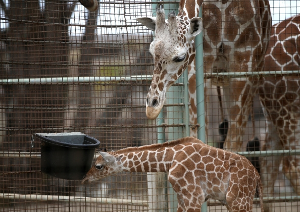 A newborn giraffe calf stands in its enclosure at the San Francisco Zoo