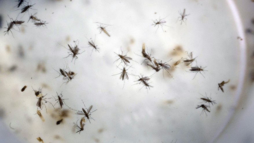 As Zika threat looms, Senate to consider three funding bills as White House emergency request languishes