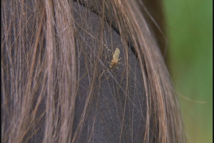 West Nile Virus seems to be Dropping in Mesa County