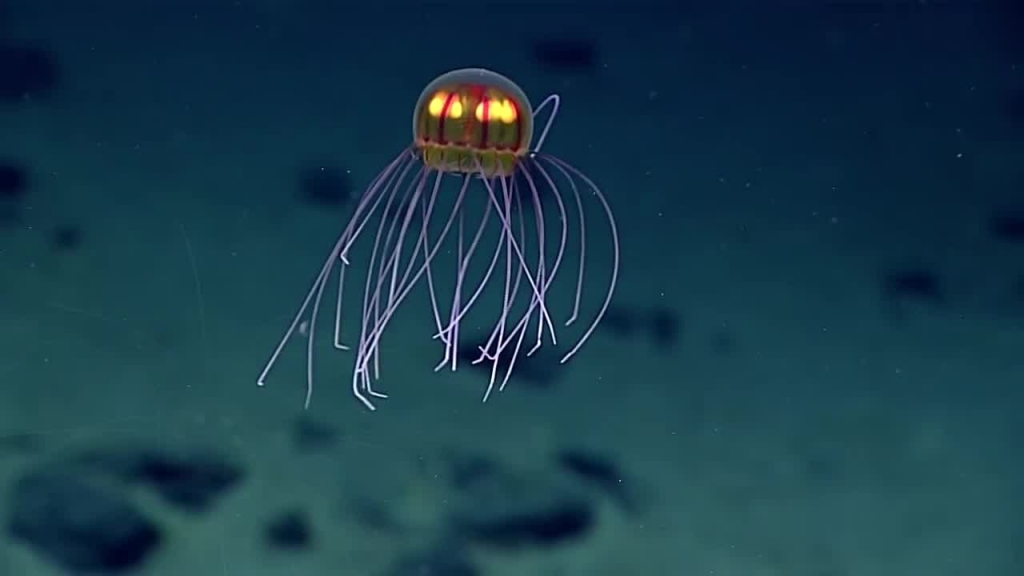 This jellyfish was spotted during Dive 4 of the 2016 Deepwater Exploration of the Marianas expedition. They were exploring Enigma Seamount at a depth of ~3,700 meters