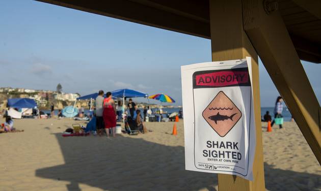 The Latest: Swimming halted after suspected shark attack