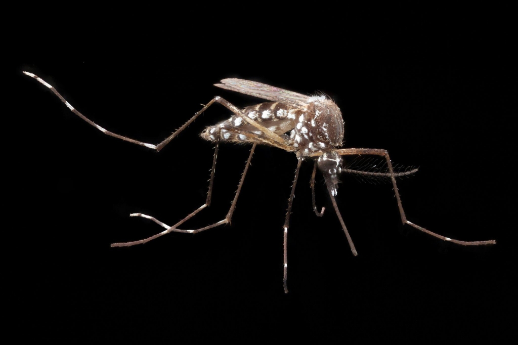 The Aedes aegypti mosquito