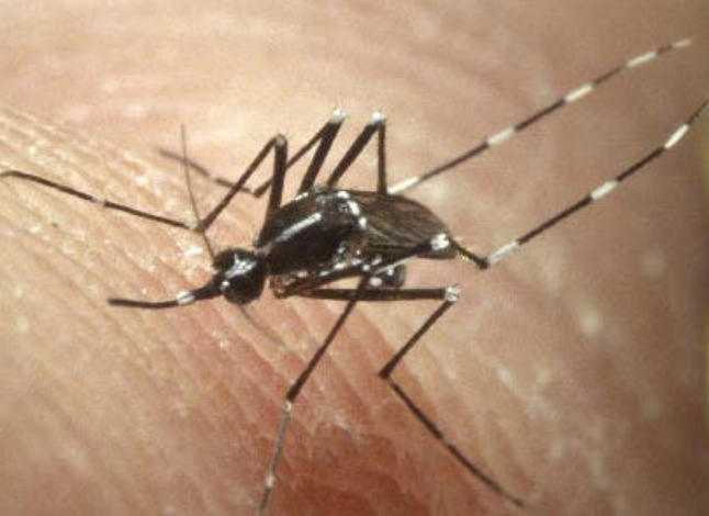 Asian Tiger mosquito Zika virus