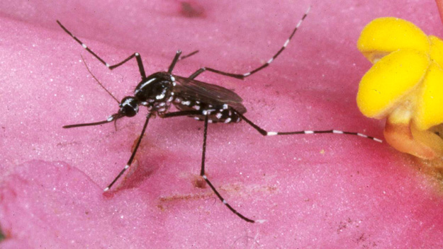 The Asian tiger mosquito is known to carry dengue virus