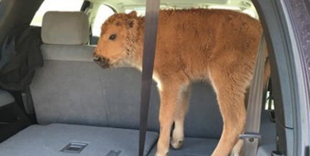 The bison calf had to be euthanised after its herd rejected