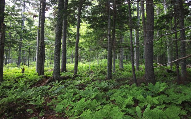 The boy has not been seen in two days after disappearing in the Japanese forest