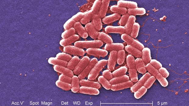 The mcr-1 plasmid-borne colistin resistance gene has been found primarily in Escherichia coli