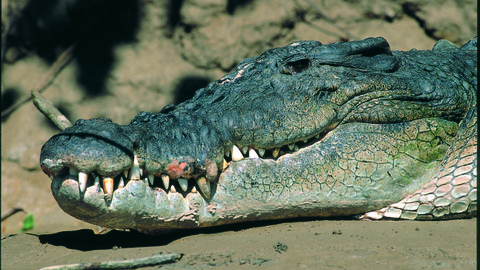 The victim's friend survived but has been left in deep shock after trying in vain to pull her from the croc's jaws