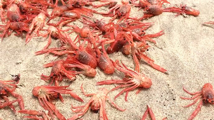 Red Crabs Wash Along Imperial Beach