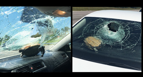 Turtle vs Car