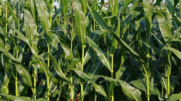 GRAINS-U.S. corn drops on easing weather concerns, soybeans rise