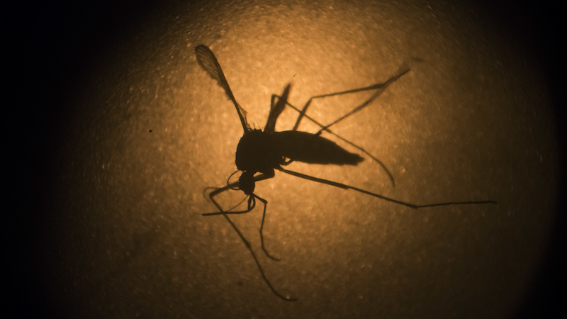 CDC says 157 pregnant women in the US have tested positive for Zika