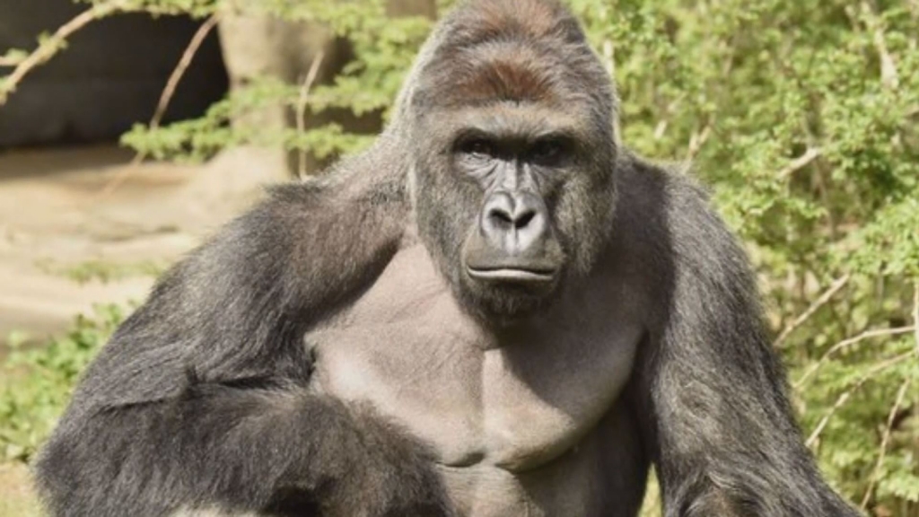 Watch Gorilla Harambe Shot Dead after handling 4-year-old boy fall into enclosure [viral video]