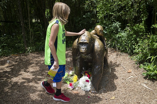 Vigil planned for gorilla killed at Cincinnati Zoo after 4-year-old boy fell into enclosure