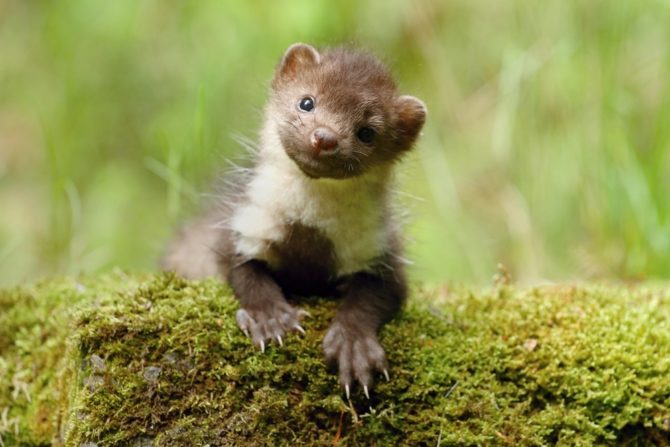 What a marten looks like when it’s still alive