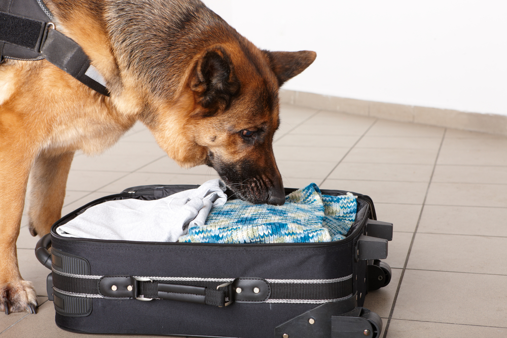 TSA airport k9