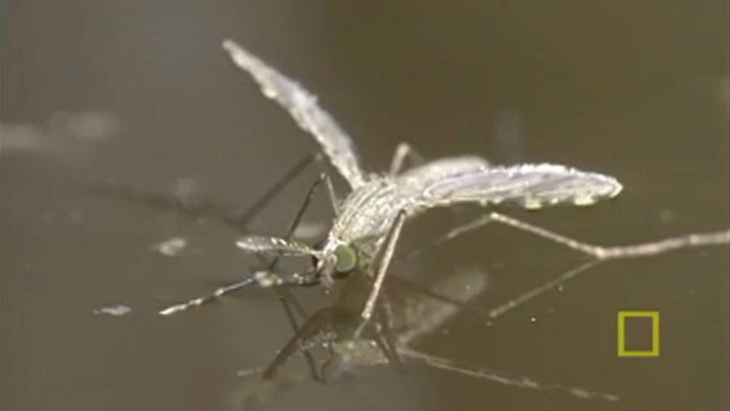 Genetically modified mozzies attack Zika