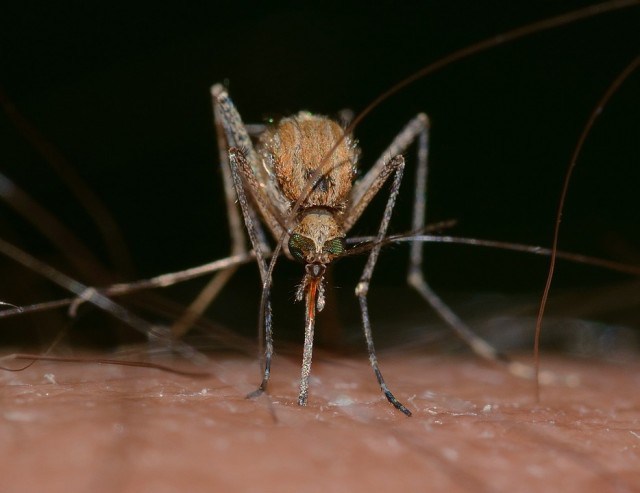 Malloy to hold press conference on Zika virus Friday after 4th victim confirmed