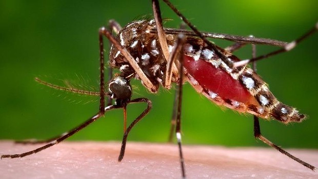 Zika virus is normally transmitted by mosquitoes