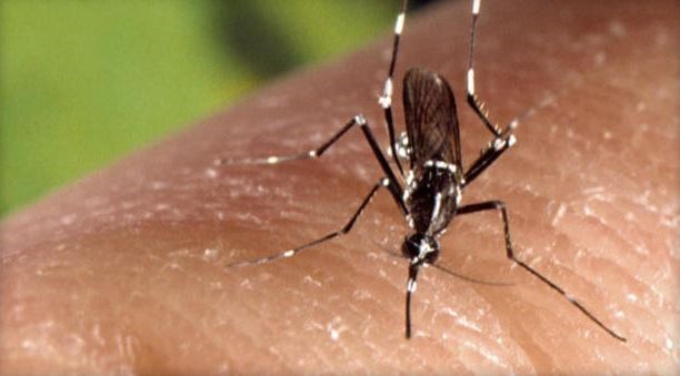 Cases of the Zika virus continue to rise