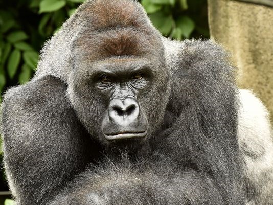 Witnesses say gorilla was trying to protect child after four-year-old crawled into zoo enclosure - Yahoo7