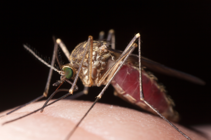 Lewis County General Hospital becomes Zika virus collection site