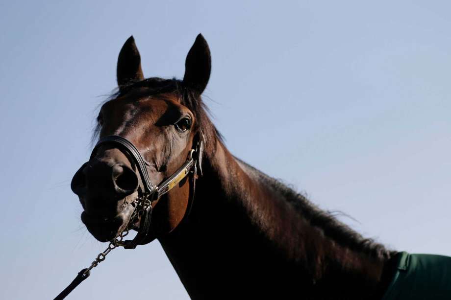 Kentucky Derby winner Nyquist stands outside of a barn at Pimlico Race Course in Baltimore Friday