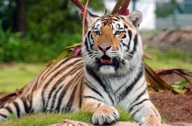 Mike the Tiger, LSU's live mascot, has cancer