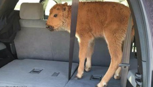 Yellowstone Park Baby Bison Euthanized After Bonehead Tourists Thought They Were Saving It