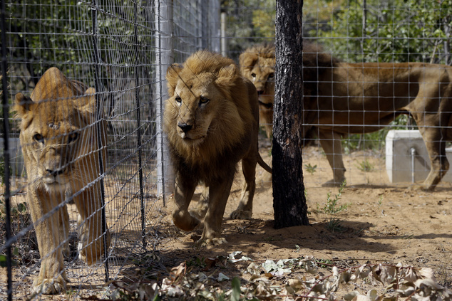 Thirty-three lions rescued from South American circuses have arrived at South Africa