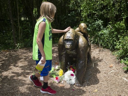 Backlash over shooting of gorilla at US zoo