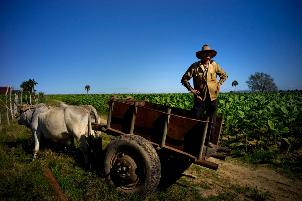 Cuban cigar farm