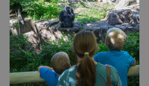 Gorilla World at Cincinnati Zoo Reopens After Boy Fell into Enclosure