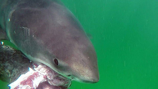 A great white shark off the coast of Cape Cod